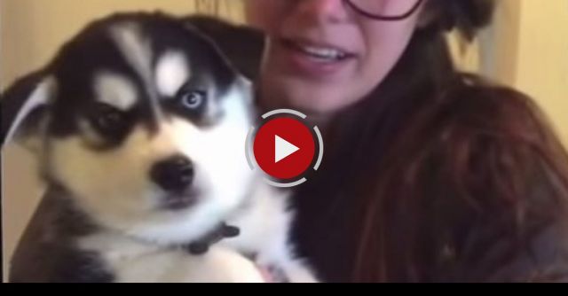 Talking Husky Puppy