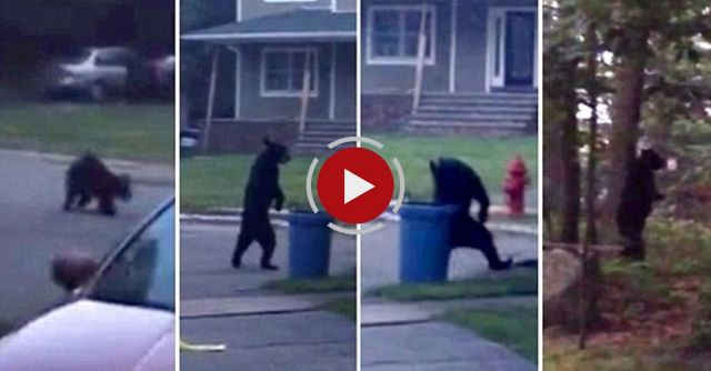 Just A Bear Walking Upright Like A Human