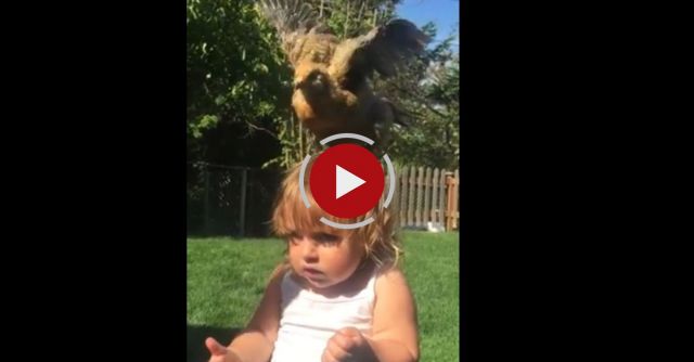 Angelina's First Chicken Encounter Goes Awry