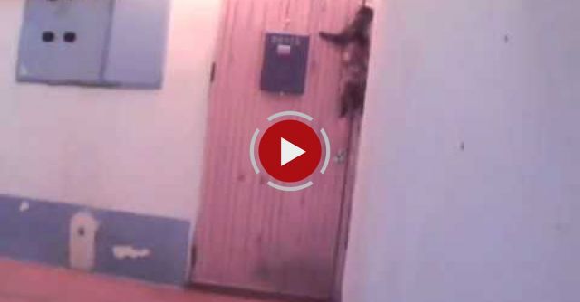 Cat Rings The Doorbell.