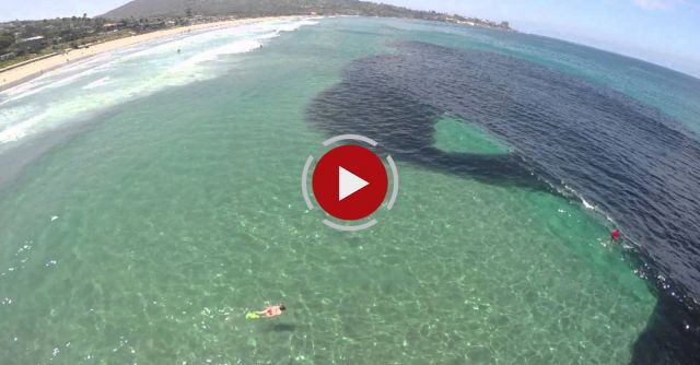 Anchovy School At Scripps Pier