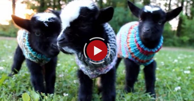 Triplet Newborn Goats In Sweaters!