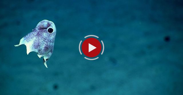 Scientists Just Captured Stunning Images Of Deep Sea Creatures Off The Coast Of Puerto Rico