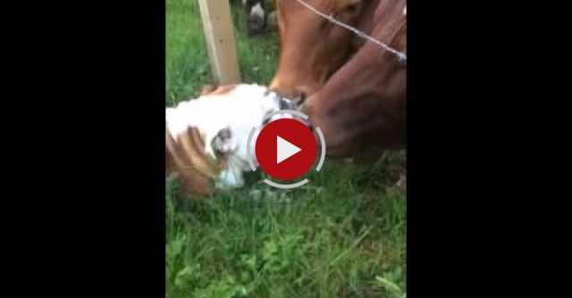 Bulldog Meets Bull!