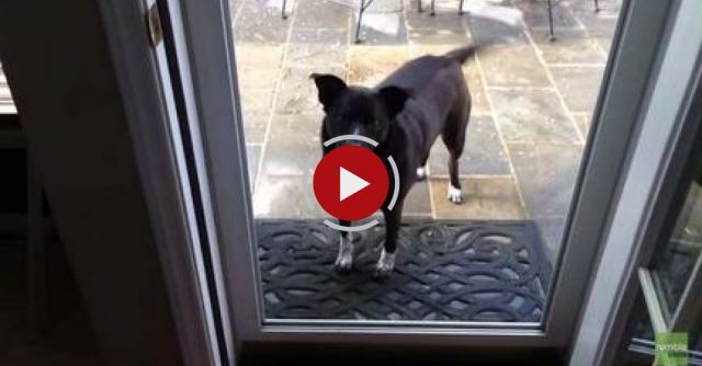 Dog Confused By Screenless Door