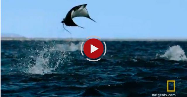 Untamed Americas - Gigantic School Of Rays