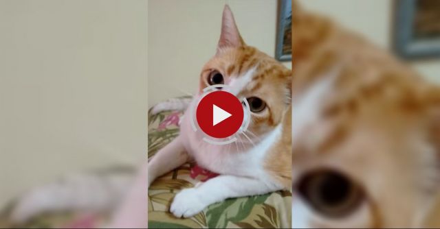 Cat Sings Along 