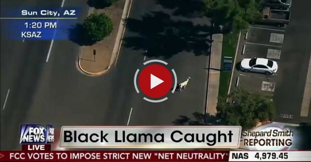 Epic Police Chase With Llamas