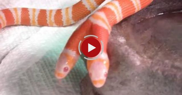 Two Headed Snake - Both Heads Drinking! 