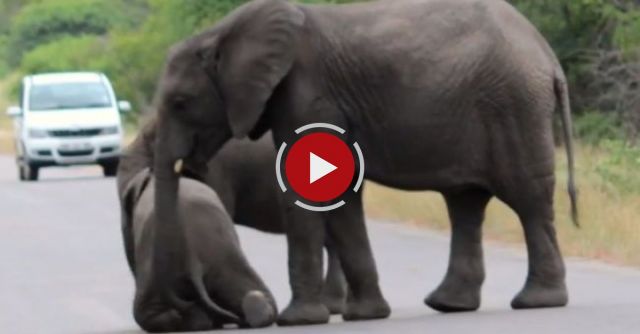 Herd Of Elephants Help An Elephant Calf After Collapsing In The Road 
