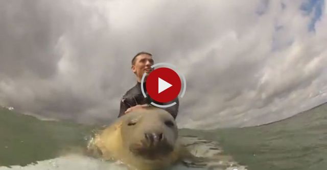 Surfing’s Got This Little Guy’s Seal Of Approval