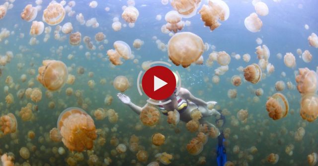 Jellyfish Lake, Palau