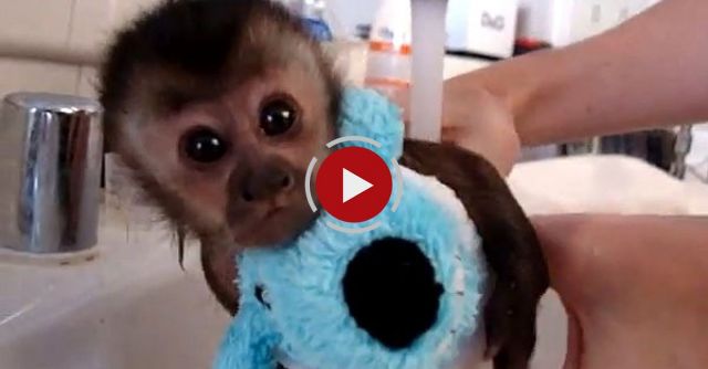 Baby Monkey Nala Gets A Bath