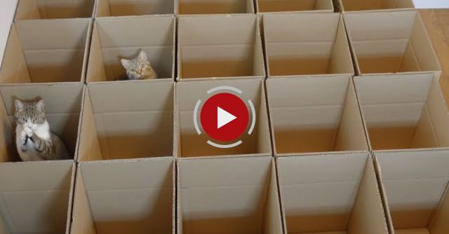 Cats In A Huge Box 
