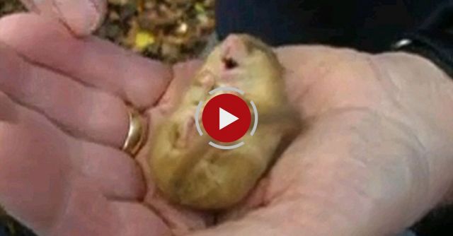 Snoring Dormouse With Sound