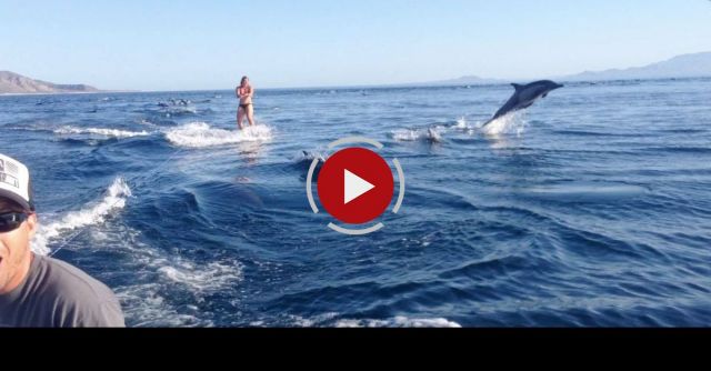 Dolphin Surfing, Woman Wakeboarding With Dolphins