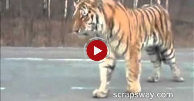 Tiger On The Road In Russia