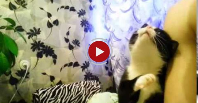 Cat Asking For A Stroke