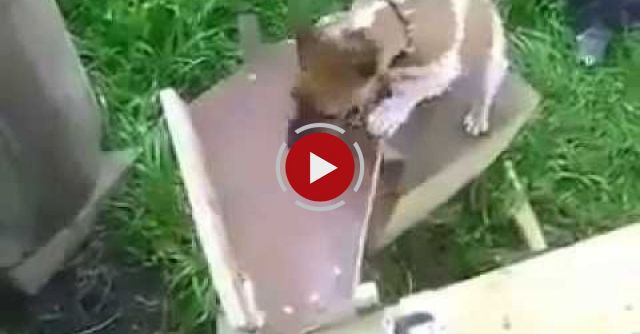 This Is What Happens When An Engineer Owns A Dog