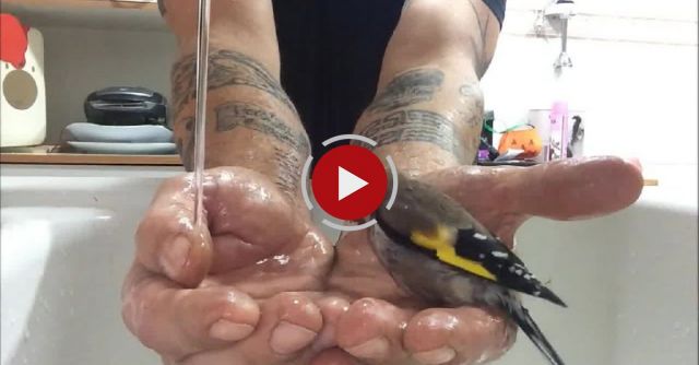 Little Bird Takes A Bath In The Hands Of Its Owner