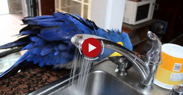 Bathing Parrot Understands How The Sink Works