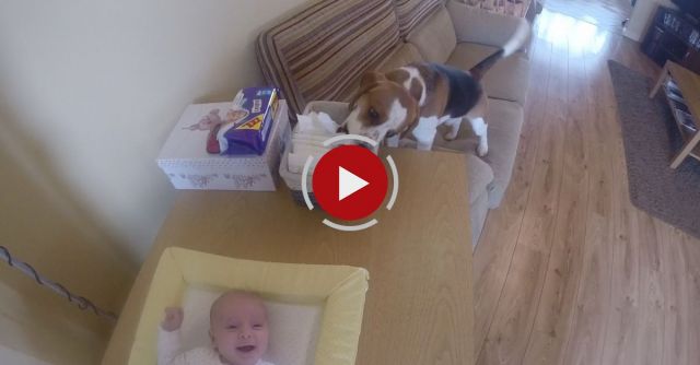 Dog Helps Mom Change Baby's Diaper