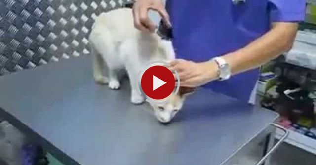 How To Deactivate A Cat