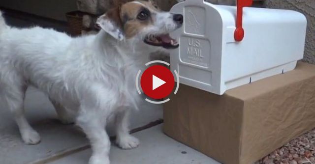 Useful Dog Tricks Performed By Jesse 