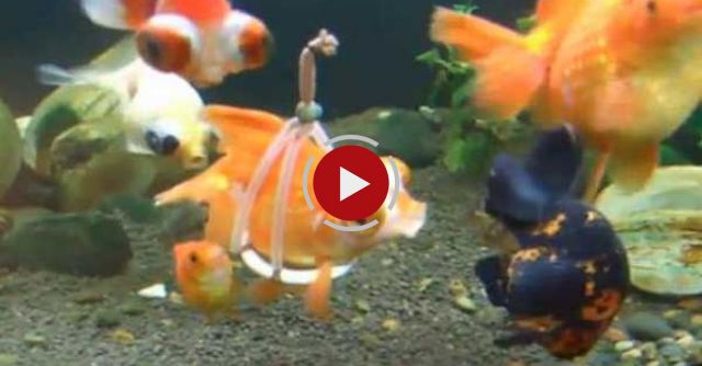 Disabled Goldfish In Harness