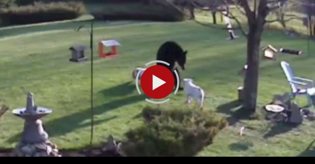 Brave Bold Bulldogs Meet A NH Black Bear