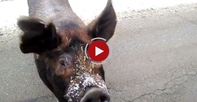 Huge Pig Buster Takes A Bribe