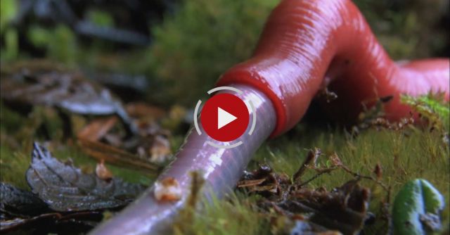 Monster Leech Swallows Giant Worm 