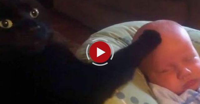 Cat Soothing Crying Baby To Sleep