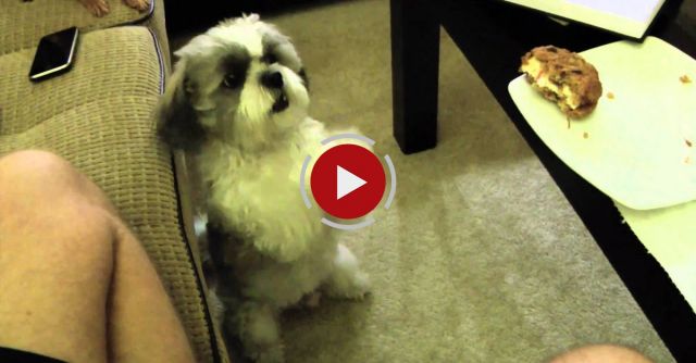 Skippy Begging A LOT For A Cookie!!