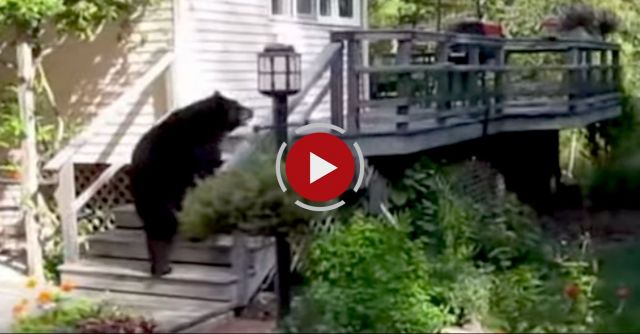 Wife Yells At Bear On Back Porch