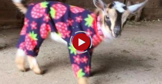 Goat Babies In Pajamas!