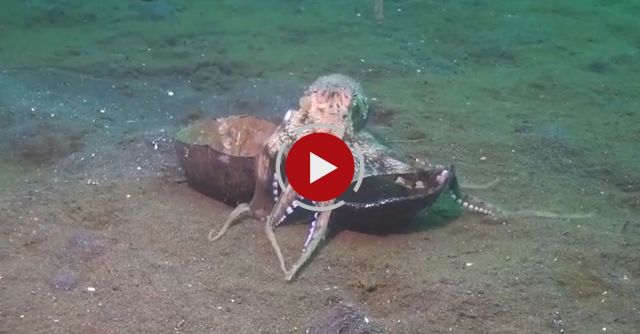 Octopus Walking With Coconuts