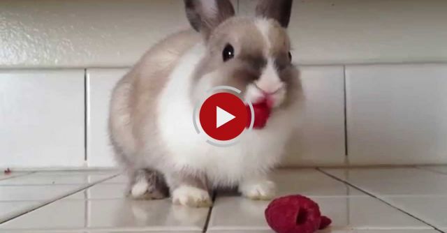 Bunny Eating Raspberries!