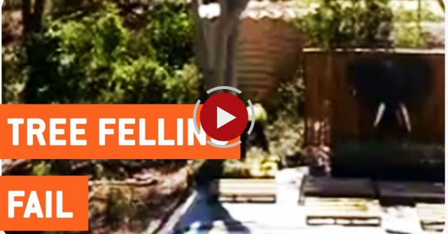 Tree Trimming Goes Horribly Wrong
