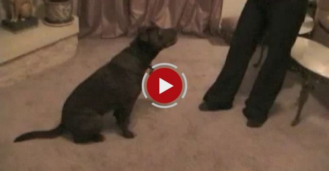 Dying Of Starvation And Abuse... Rescued Pit Bull Pays It Back!!!