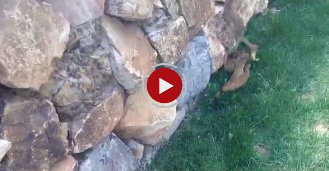 Ferret Babies Follow Mom