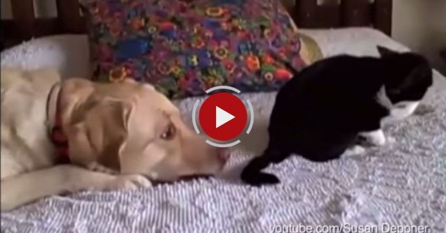 Dogs Annoying Cats With Their Friendship 