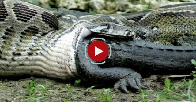 Python Eats Alligator 