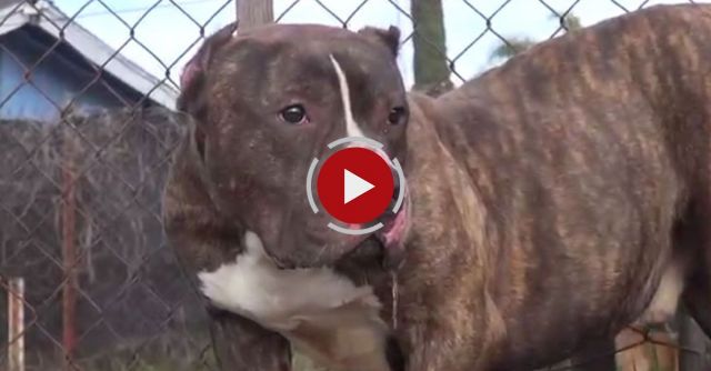 Rescuing A Pit Bull Who Just Wanted To Be Loved.  