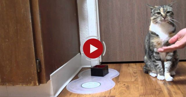 Cat Does Dog Tricks - Sits On Command And Shakes Hands -- Both Paws