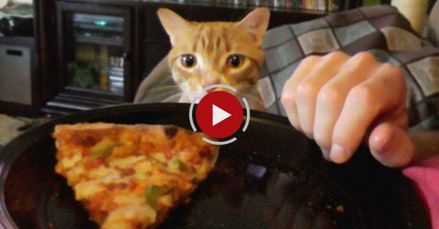 Trying To Eat With A Cat Around!