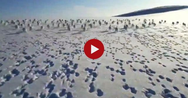 Charge Of The Rabbit Brigade! Stampedeing Rabbits!