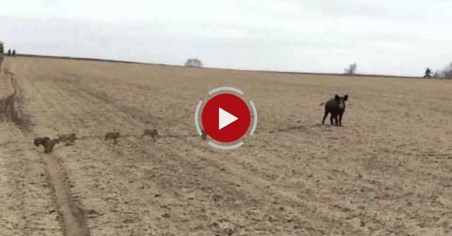 Polish Farmer Catches Wild Pig With Piglets