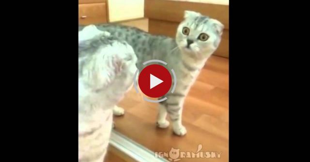 The Moment When You Realize You're A Cat