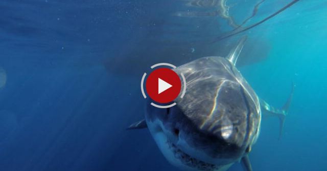One Of The Biggest Great Whites Ever Filmed